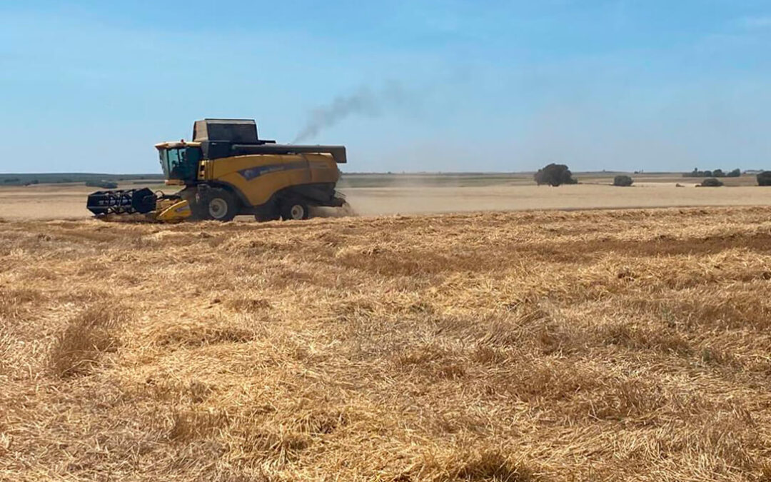Comienza la recolección de cereales en la provincia de Córdoba afectada por la falta de agua y con más superfice cultivada