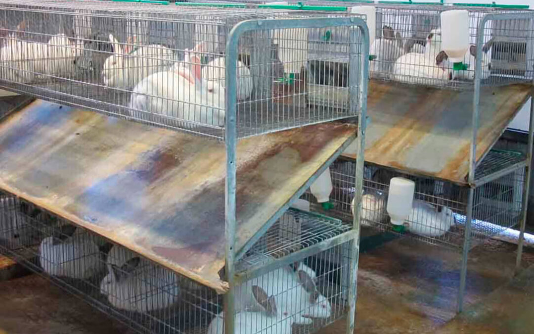 Alertan de que la UE prepara una brutal reconversión en bienestar animal, empujada por los animalistas, que pondrá el peligro al sector