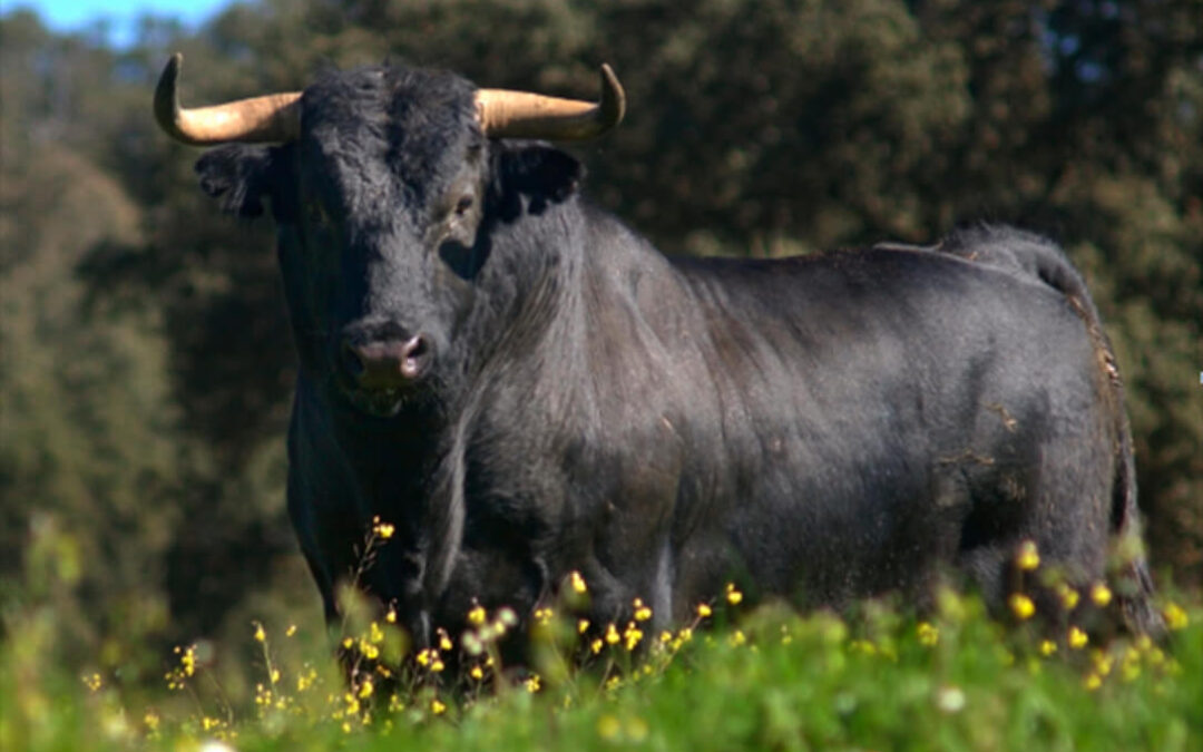 Las ayudas por el covid-19 para el toro bravo se están activando «de forma urgente y diligente»