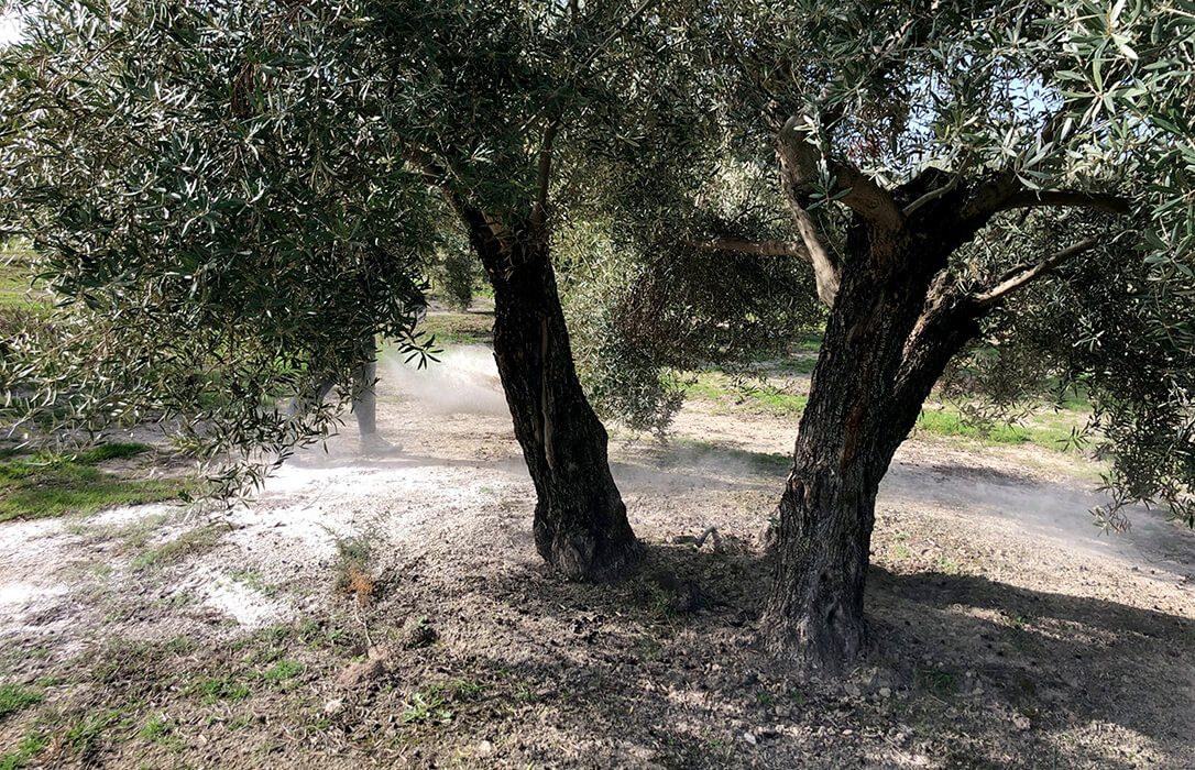 ICL launches two projects in Baeza and Madrigalejos to evaluate the benefits of Polysulphate in conventional and organic olive systems in the long term