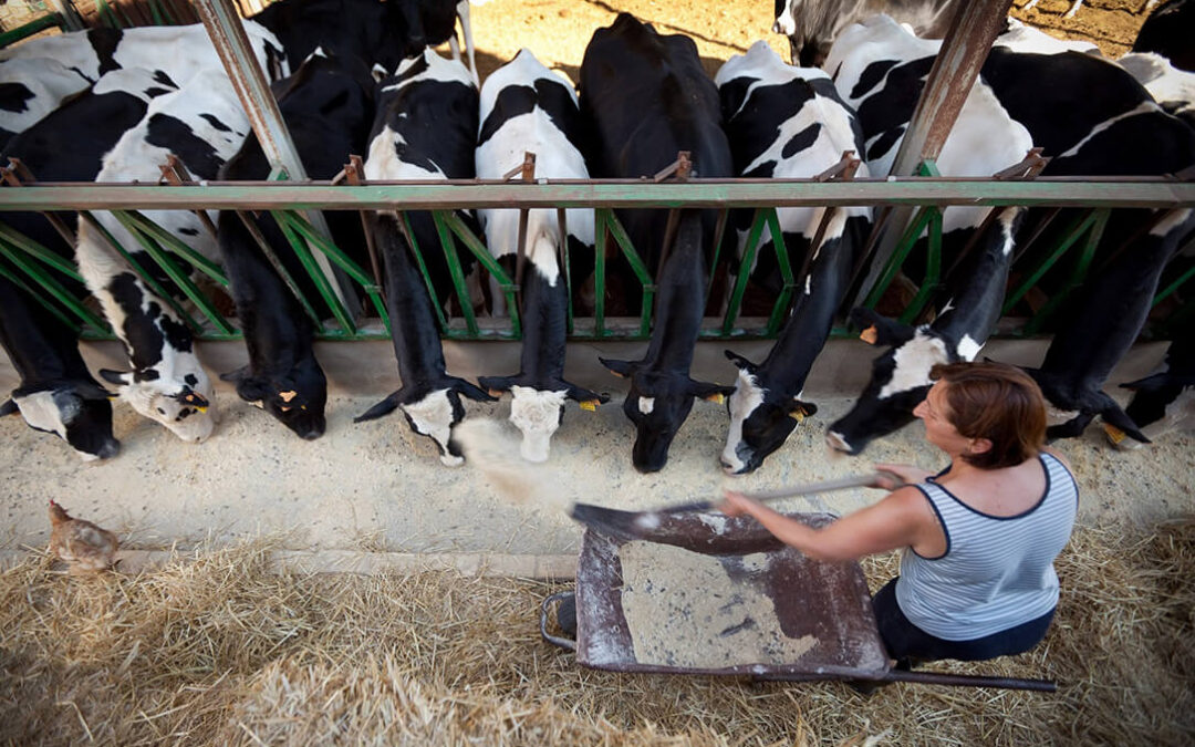 Cerca de dos mil ganaderos reclaman indemnizaciones millonarias al «cártel» lácteo por haber fijado los precios