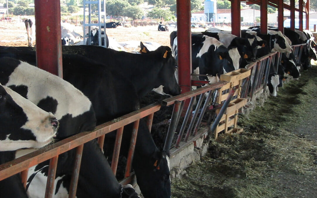 El futuro de la leche española, en manos de los consumidores: Pagando lo justo se beneficiaría a los ganaderos