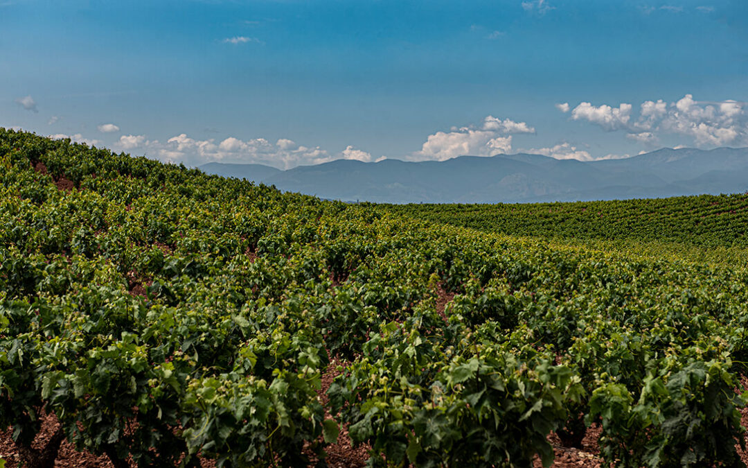 Los costes de producción medios de la uva en La Rioja en 2020 se sitúan entre 0,67 y 0,68 euros/kg en tinta y entre 0,55 y 0,56 en blanca