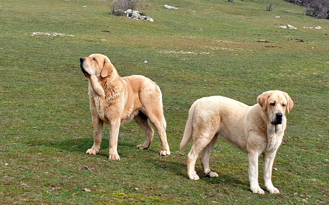 Demandan al Gobierno madrileño protección física y jurídica para los perros pastores, especialmente mastines porque no son mascotas