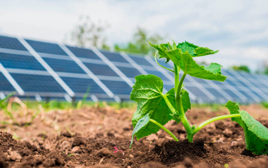 La ‘plaga solar’ en forma de nuevos macroparques fotovoltaicos se entiende en CyL con 8 proyectos más ante el enfado agrario