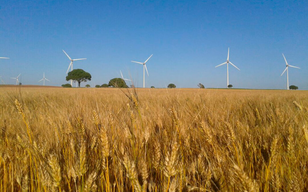 La sequía reduce la producción de cereal en Cádiz, en especial el trigo duro, a instan a vender a las cooperativas para salvar los precios