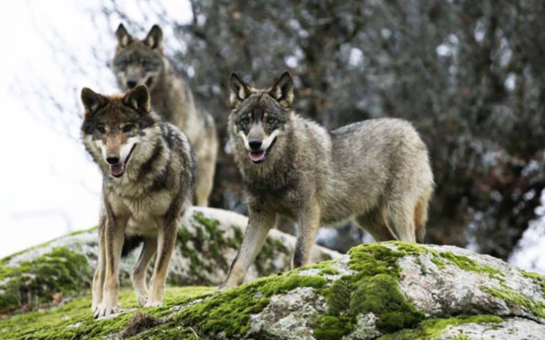 El Miteco flexibiliza su postura y aprobará una moratoria para la inclusión del lobo en el listado de especies protegidas