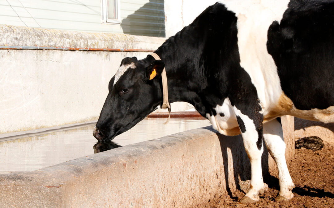 Los datos no engañan: Los ganaderos pierden unos 3 céntimos en cada litro de leche y el 25% de las explotaciones ya ha cerrado