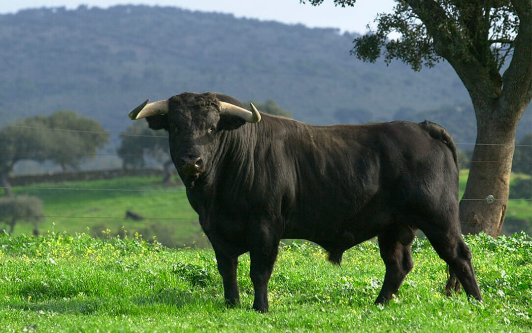 El sector de la ganadería del toro bravo analiza uno de sus momentos más duros tras perder más de 150 millones por el covid