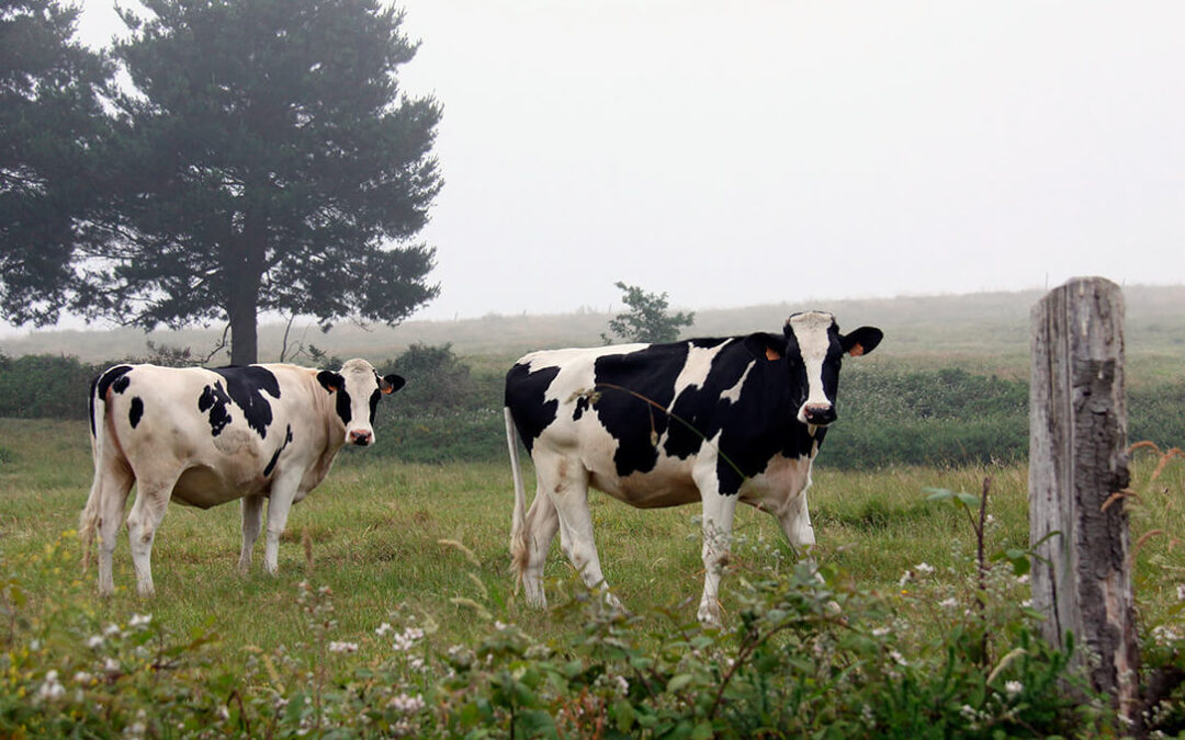 El enfado de los ganaderos lácteos tiene un coste muy alto: Cifran en 100 millones las pérdidas y avisan de que «es una ruina total»