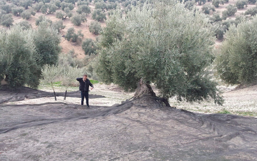 Estiman una caída del 25% de producción de aceite de oliva respecto a la pasada campaña en Granada