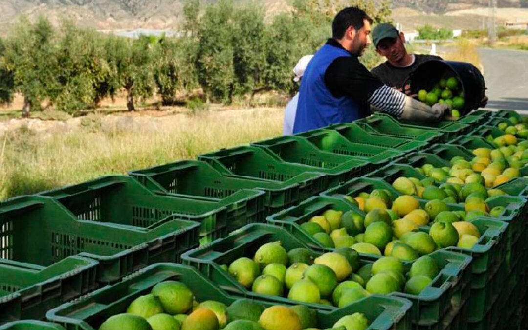 Consideran catastrófica la campaña del limón alicantino y estima unas pérdidas de 110 millones de euros