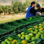 Consideran catastrófica la campaña del limón alicantino y estima unas pérdidas de 110 millones de euros
