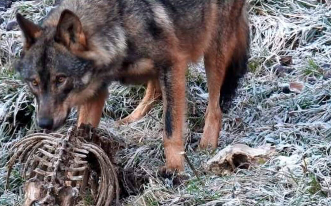 Los ganaderos asturianos mantienen su unidad de acción y alegan de forma conjunta contra la protección del lobo