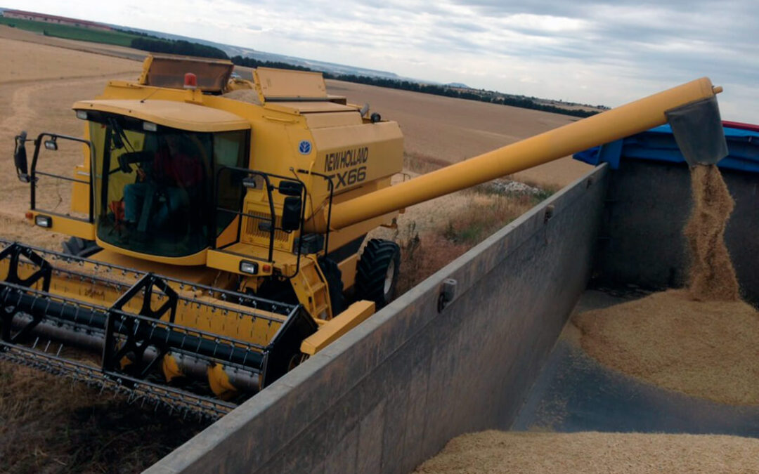 Asaja prevé una cosecha de cereales de invierno de 16 millones de toneladas, cinco menos que hace un año
