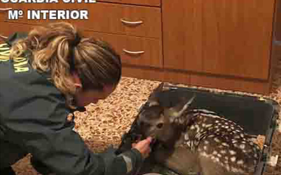 La Guardia Civil rescata a una cría de cierva que transportaban en el maletero de su vehículo para tenerla de mascota