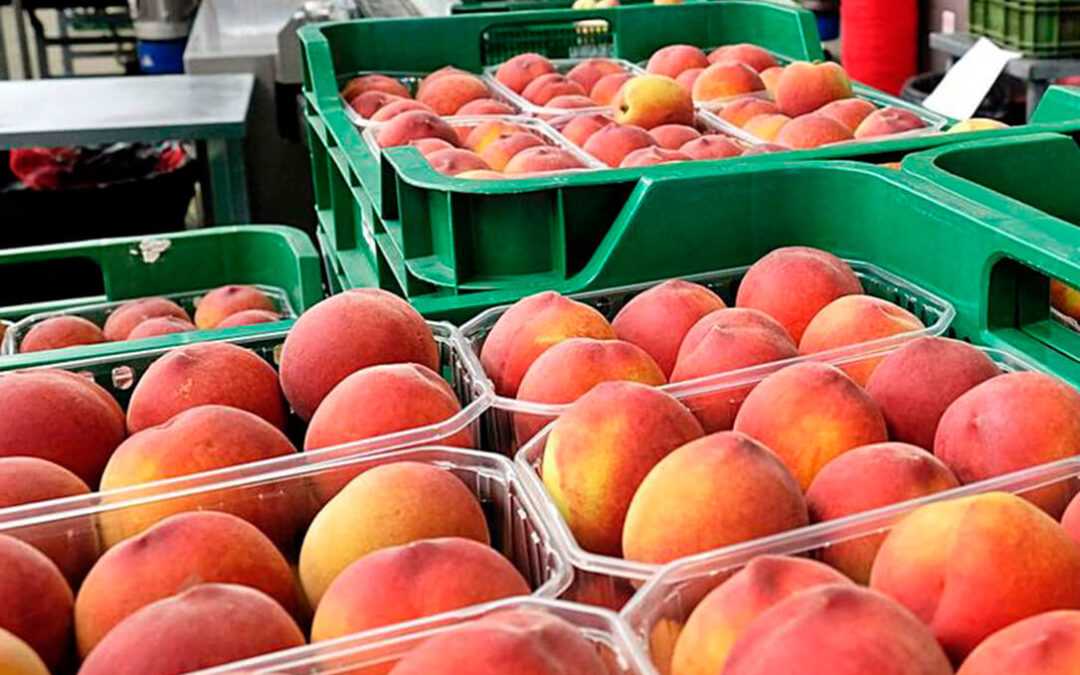 Alertan de una distorsión en el mercado de fruta de hueso al inicio de campaña con menos kilos y menor precio