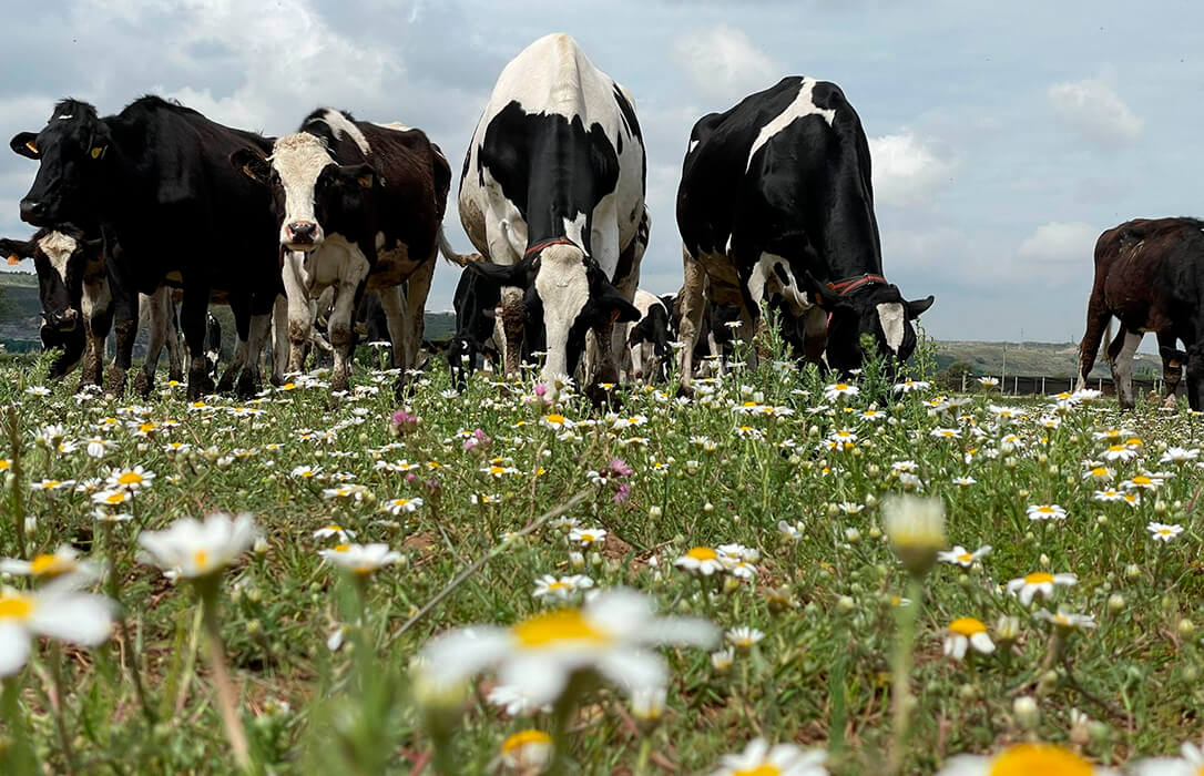 El modelo europeo de producción láctea: garantía para el consumidor europeo, primero, pero también del resto del mundo