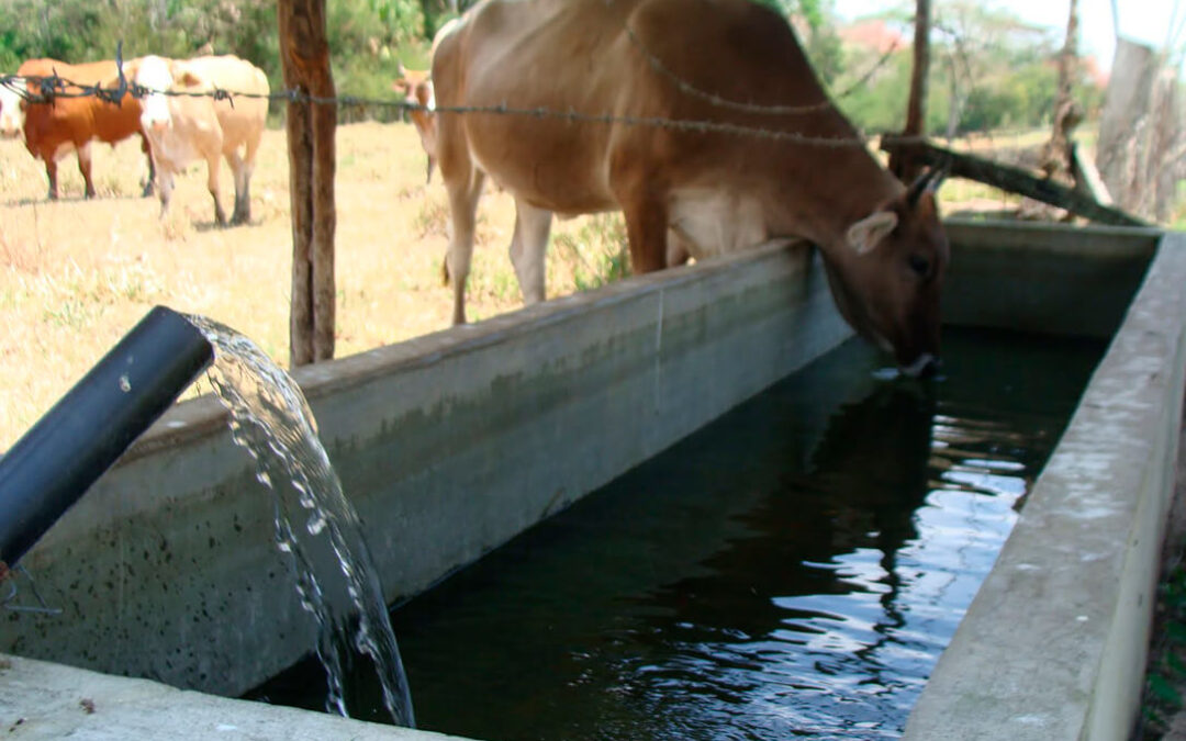 La Fundación Savia insta a dotar de infraestructuras y concesiones de agua para la ganadería extensiva ante la sequía hidrológica