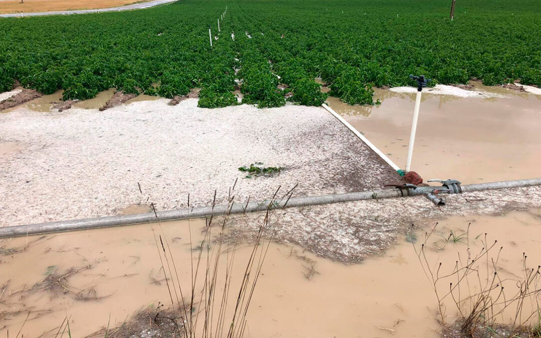El pedrisco sigue arrasando cultivos por media España y ya piden que se declare zona catastrófica las zonas afectadas