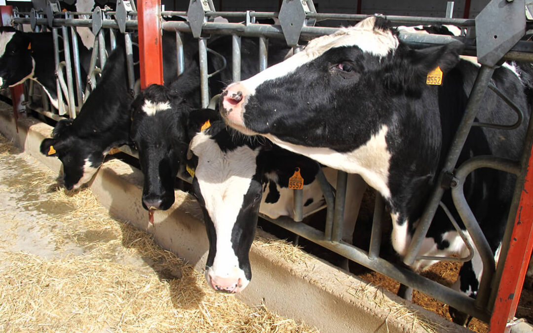 Nueva denuncia por la crisis del sector ganadero por el precio de la leche o el incremento de las tarifas eléctricas