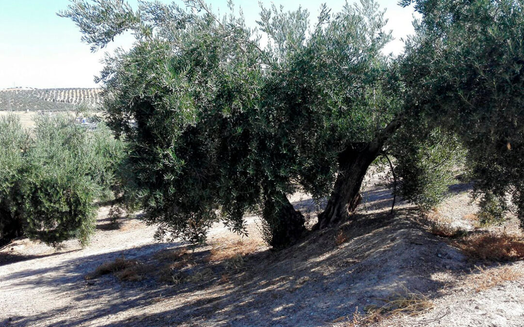 Satisfacción por el compromiso de Planas en las ayudas de la PAC al olivar tradicional, al que piden un ecoesquema propio