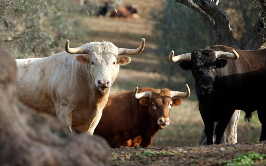 Los criadores del toros de lidia asumen unas pérdidas irreversibles por el daño generado por la pandemia