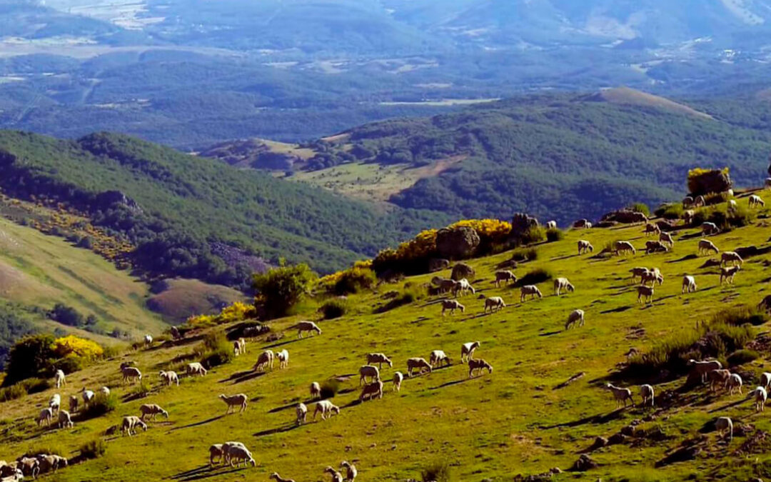 Un rebaño trashumante de más de mil ovejas recala en la localidad vallisoletana de Tordesillas
