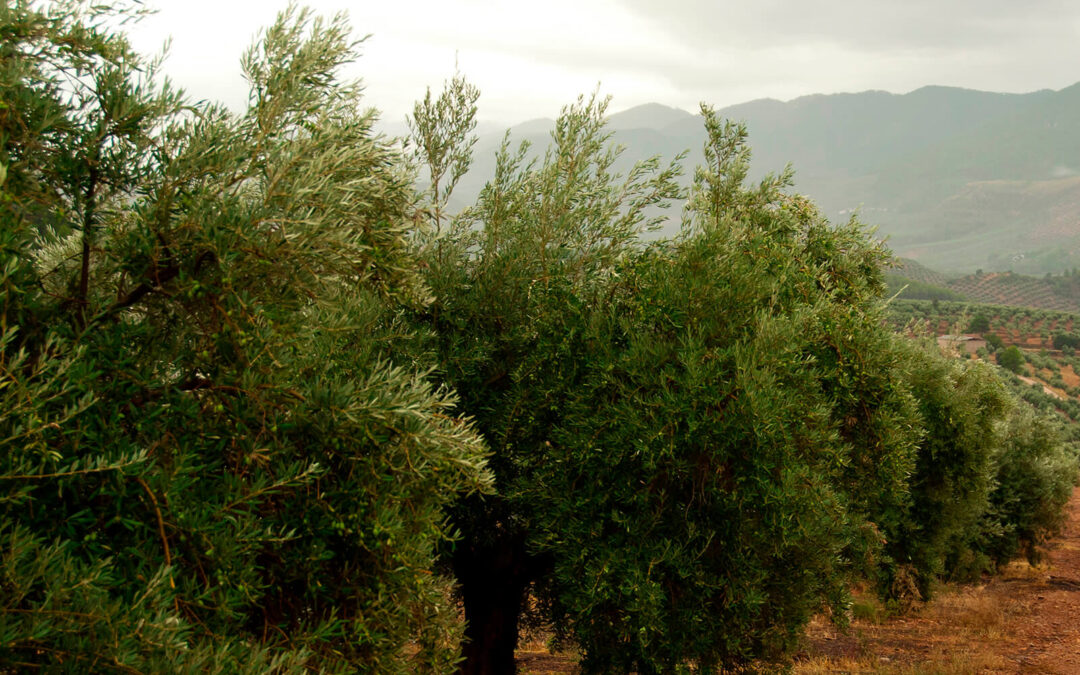 Mensaje claro a Europa y la PAC: «El olivar es una joya ecológica que debemos mimar al máximo. No podemos permitirnos perderlos»