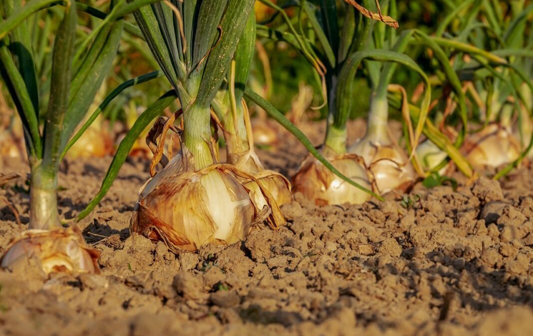Ya no pueden más: El sector agrario reclama abordar la grave crisis de cebollas y patatas con la distribución y los consumidores