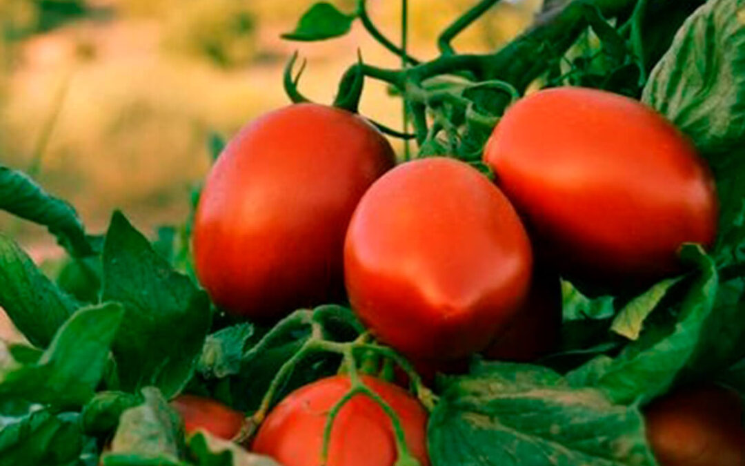 Reclaman una revisión al alza de los precios del tomate para que los agricultores puedan cubrir costes