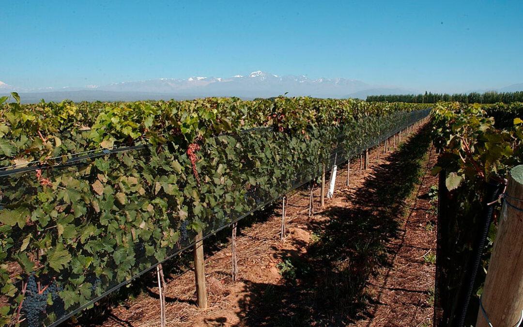 Se estima una bajada en la producción de uva del 35% en blanca y 45% en tinta en esta campaña en Extremadura