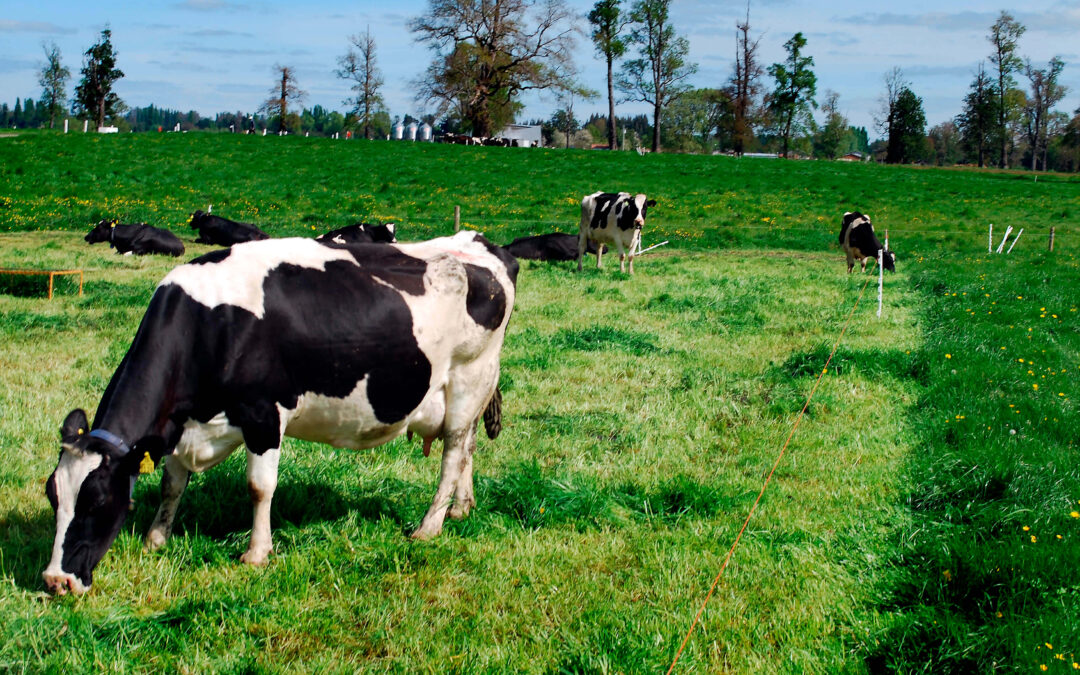 Estudio cadena de valor de la leche: Los ganaderos lácteos perdieron 1.350 euros al mes durante el periodo 2018-2020