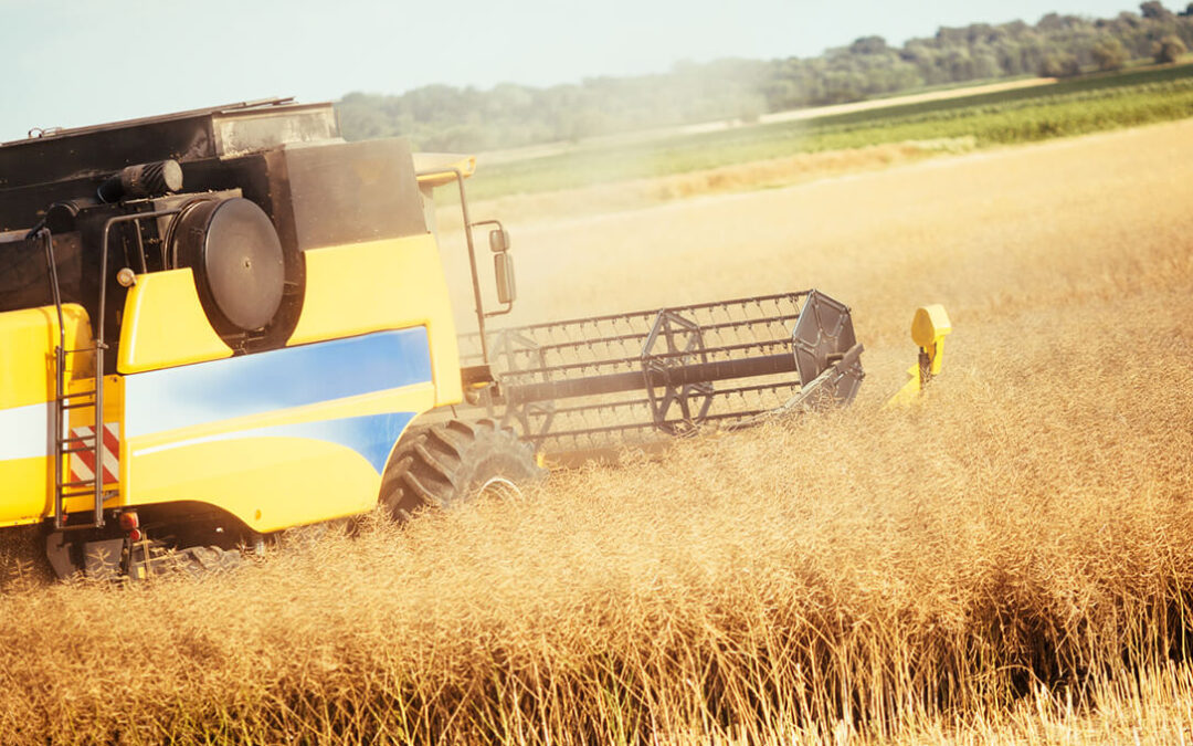 Sigue una semana más la caída moderada de los precios mayoristas de los cereales de la que solo se salva el trigo duro