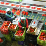 La campaña de primavera y los bajos precios en origen lastran el resultado final de la campaña hortofrutícola
