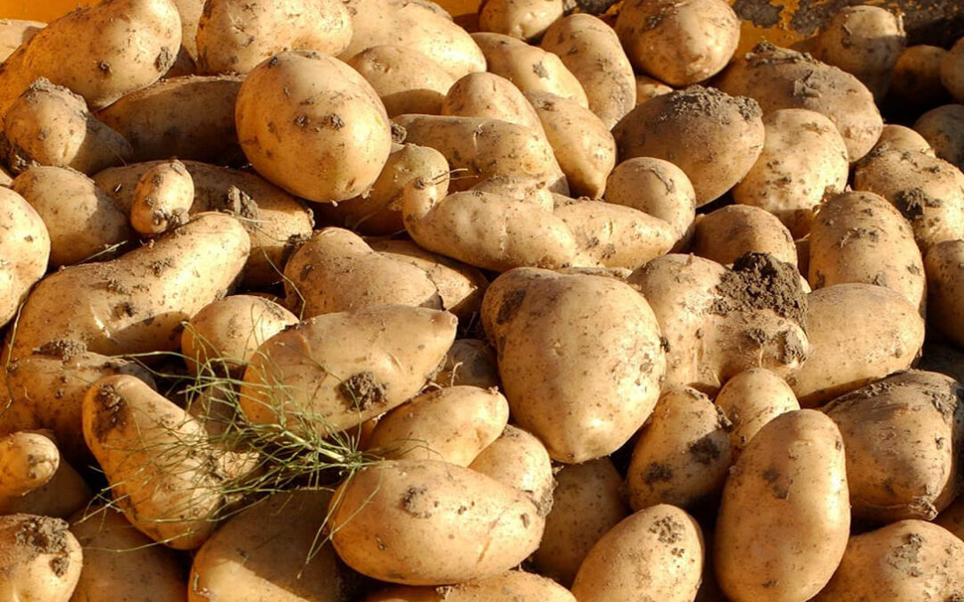 Nace Edurne, una nueva variedad de patata con nombre propio creada por Neiker