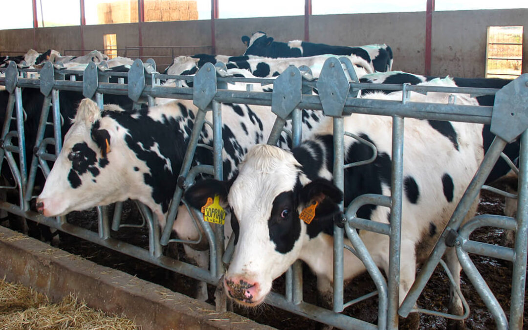 El sector lácteo no aguanta más: Exigen un acuerdo producción-industria-distribución para hacer frente a la grave crisis