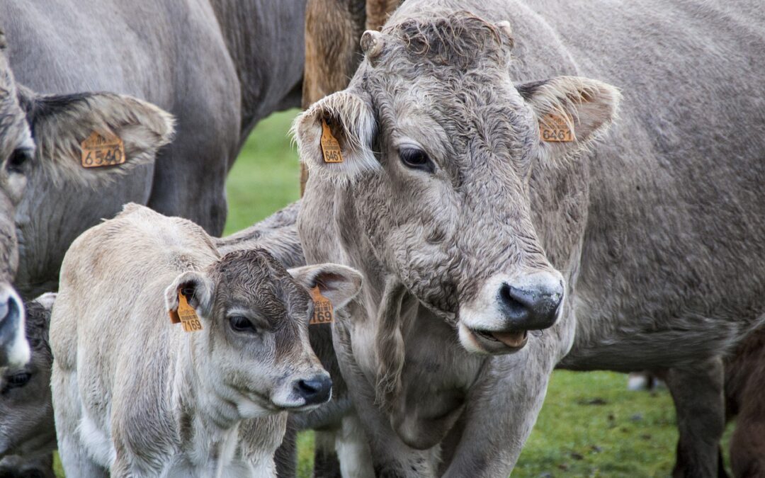 Más reacciones de indignación y enfado en el sector ganadero ante la campaña de Garzón contra la carne que piden retirar