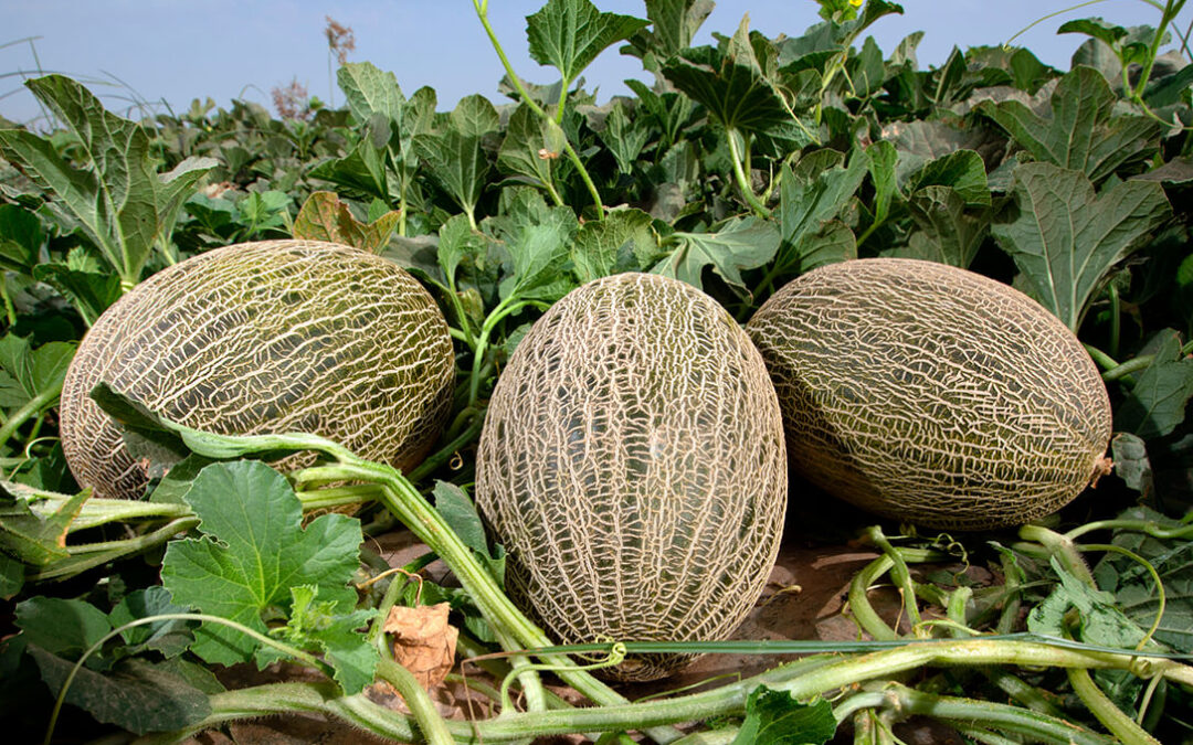 El sector espera que la exportación eleve los precios del melón y sandía de La Mancha, que arranca con baja cotización