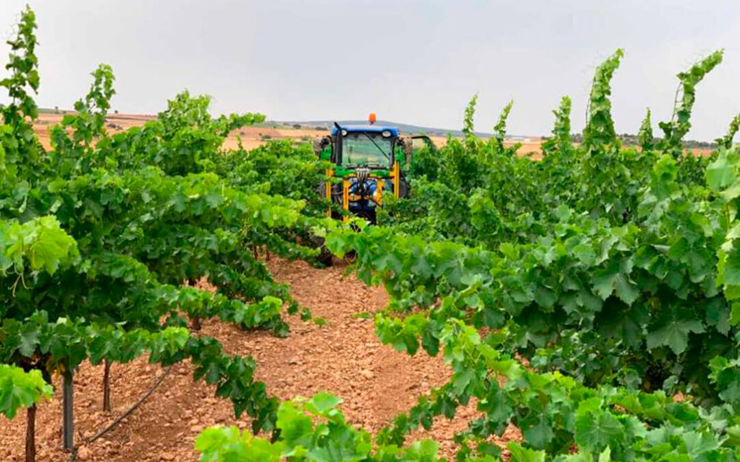 El Ministerio confirma la distribución de autorizaciones para plantar 945 nuevas hectáreas de viñedo en 2021