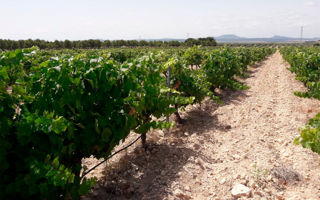 El sector vitivinícola murciano, a través de la calidad, pretende frenar el abandono de viñedos: La mitad que había en 2001