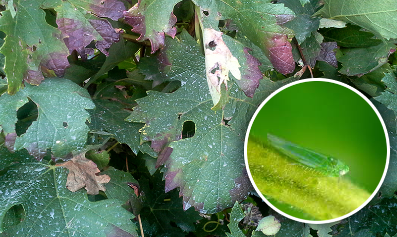 Seipasa recibe la amplicación del registro fitosanitario del bioinsecticida Pirecris para el mosquito verde en viña y uva de mesa