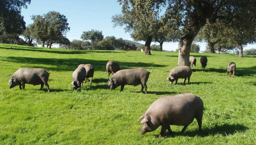 Critican que el cerdo ibérico se pueda quedar sin ayudas directas de la PAC