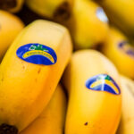 Defensa de que los productores de Plátano de Canarias se merecen la misma protección en la Ley de la Cadena para tener precios justos
