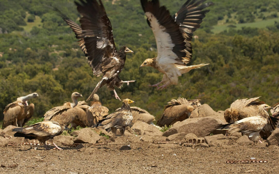 Huevos de avestruz para reclutar alimoches en sus vuelos migratorios para recuperar a esta especie amenazada