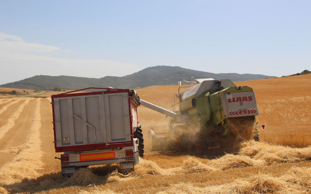 La campaña cerealista en Navarra se cierra con un buen balance en términos generales al superar lo inicialmente previsto