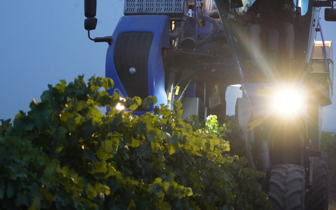 Empieza la vendimia en la DO La Mancha con la recolección de la uva blanca de ciclo temprano y buenas perspectivas de calidad