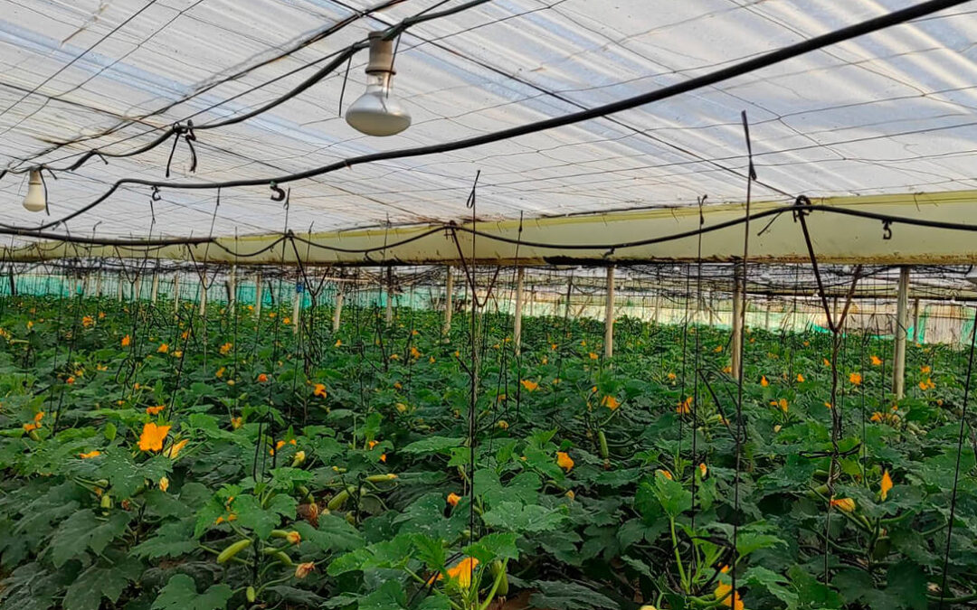 Lámparas LED de infrarrojos para el calabacín para impulsar nuevos cultivos que sean una alternativa viable a la flor cortada