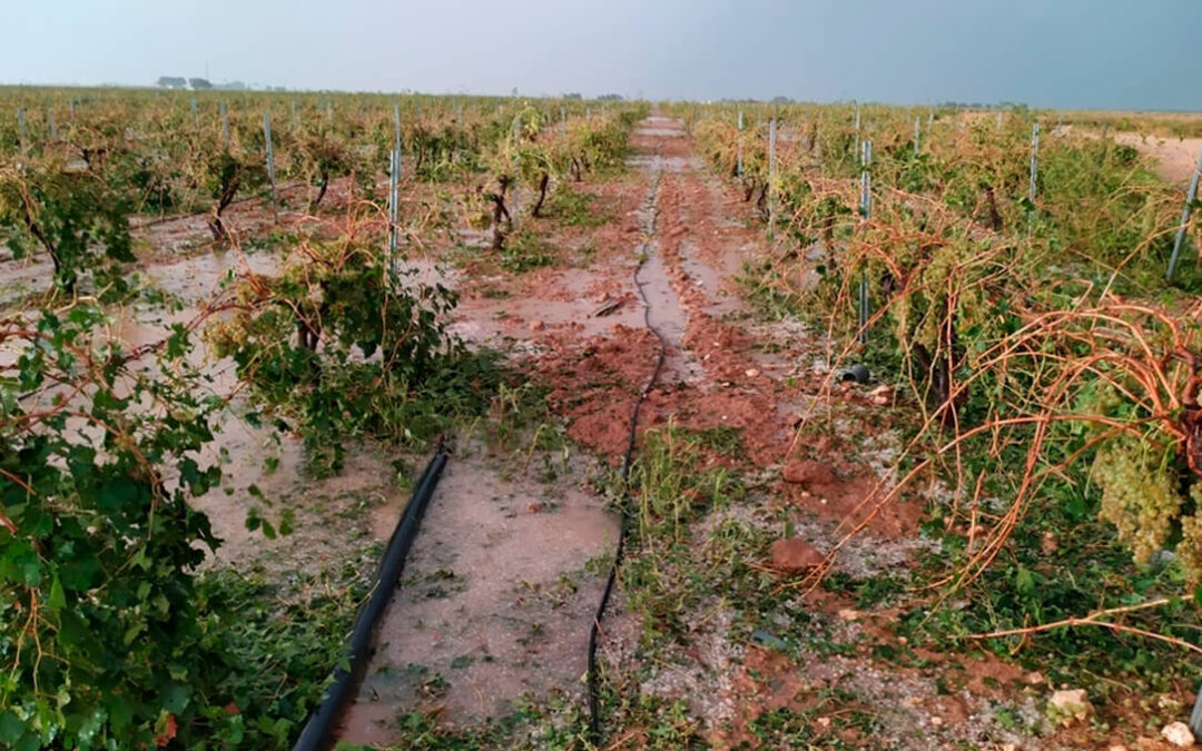 Las tormentas de granizo dejan daños en más de 6.000 hectáreas de cultivos en Castilla-La Mancha