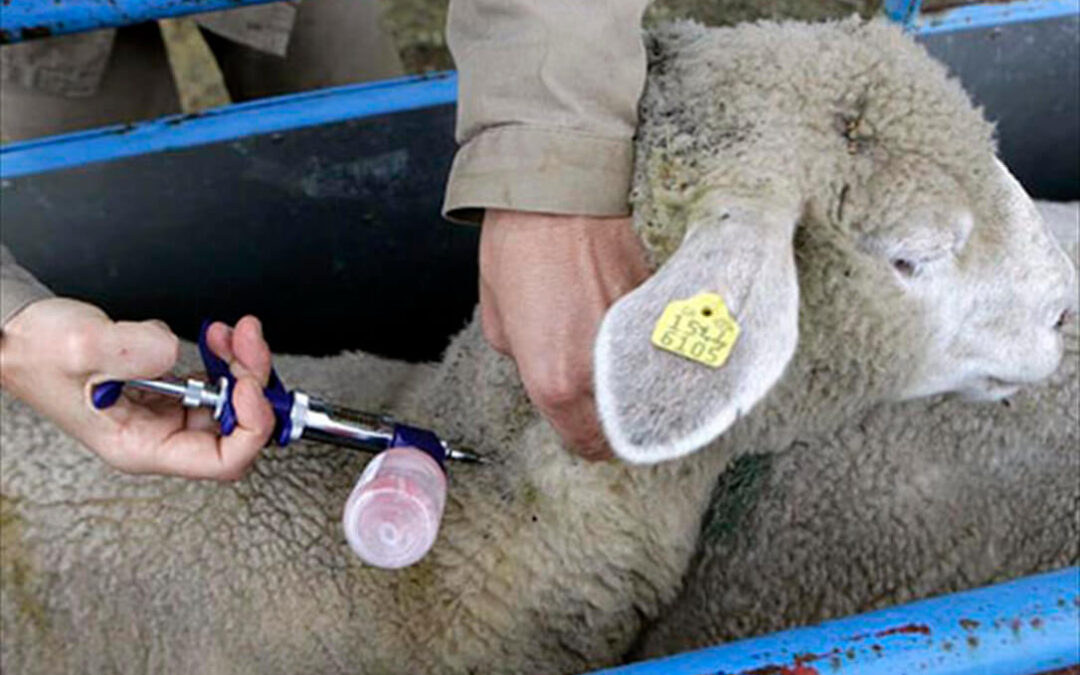 Por primera vez desde hacía cuatro años: Detectados 2 casos de lengua azul en explotaciones de caprino y ovino de Huelva